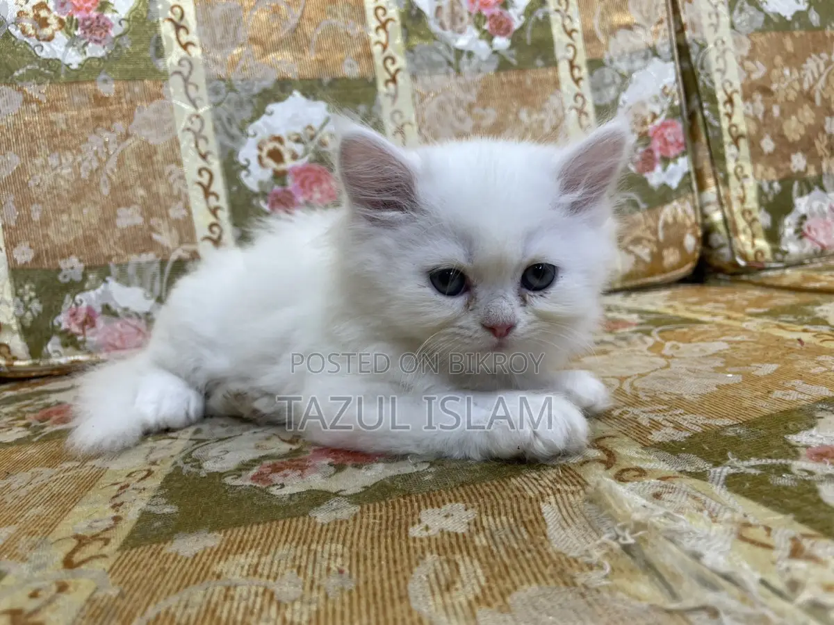 Persian Cat