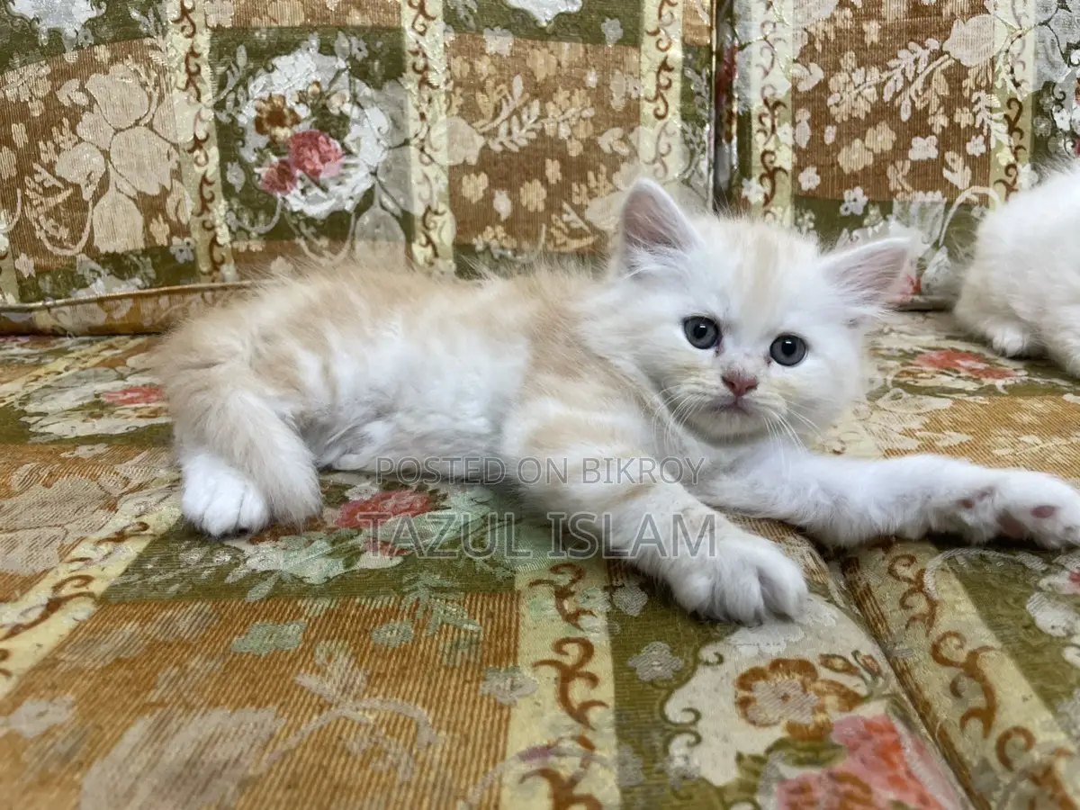 Persian Cat
