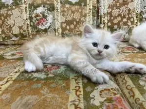 Persian Cat