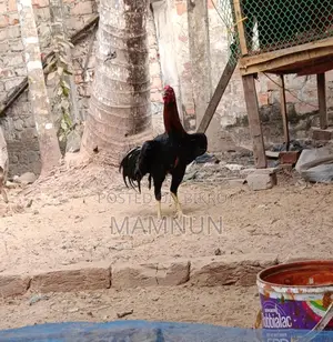Asil or Sarali Chicken