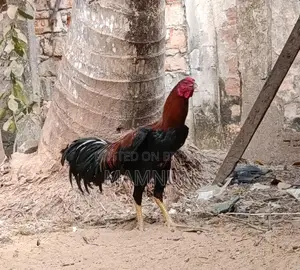 আসিন বা সরালি মুরুগ