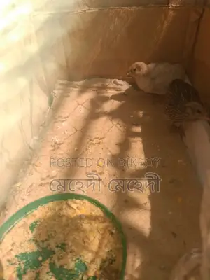 কিং কোয়েল এবং বাচ্চা