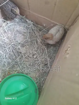 কিং কোয়েল এবং বাচ্চা