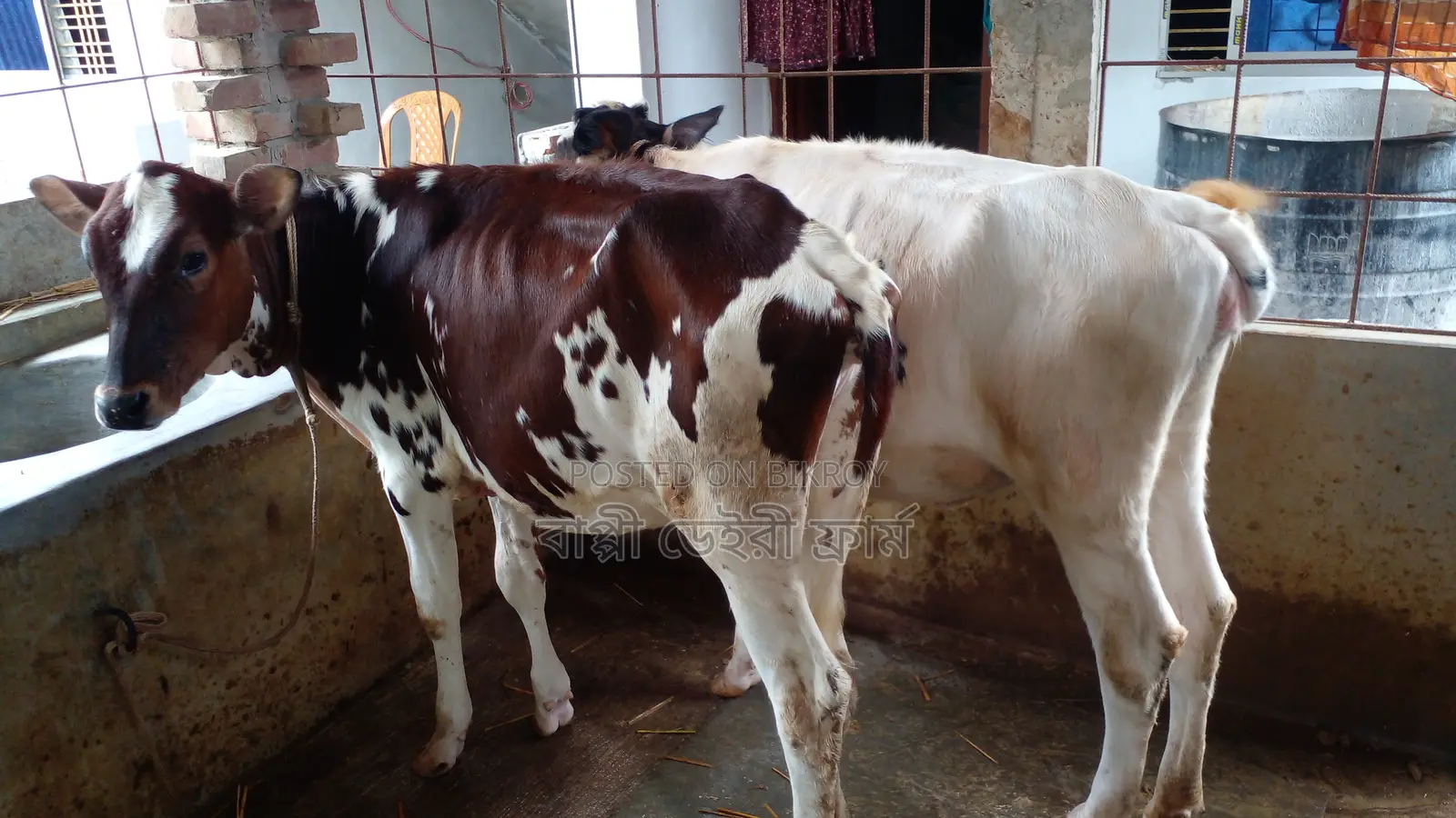 ৯৯৫ উন্নত জাতের ভালো ২ টি বকনা বিক্রি ।