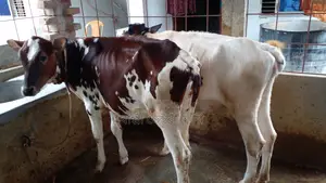 ৯৯৫ উন্নত জাতের ভালো ২ টি বকনা বিক্রি ।