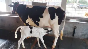 Buy a Cow for Your Farm with Confidence