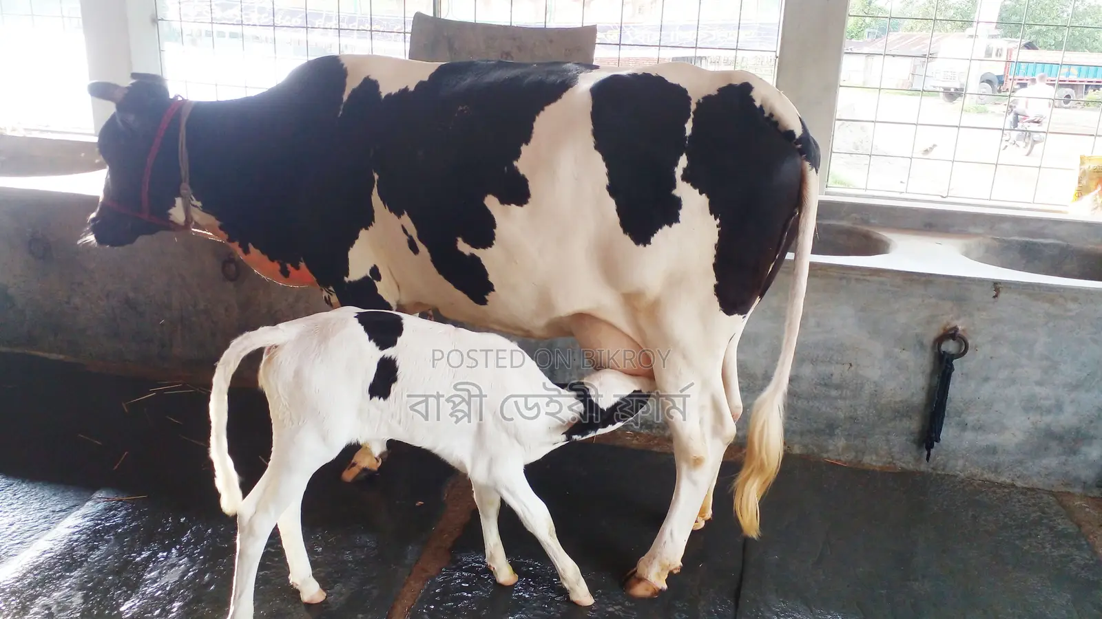 Buy a Cow for Your Farm with Confidence