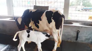 Buy a Cow for Your Farm with Confidence