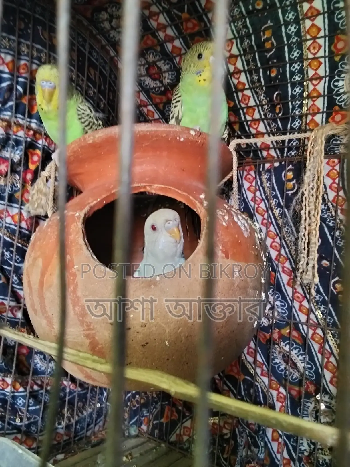 বাজিগর পাখি