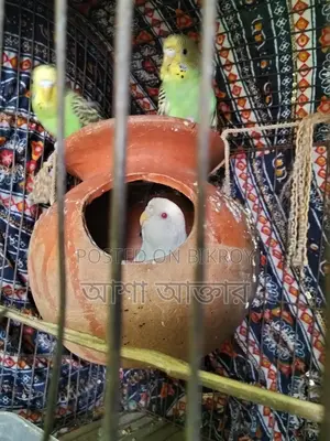 বাজিগর পাখি