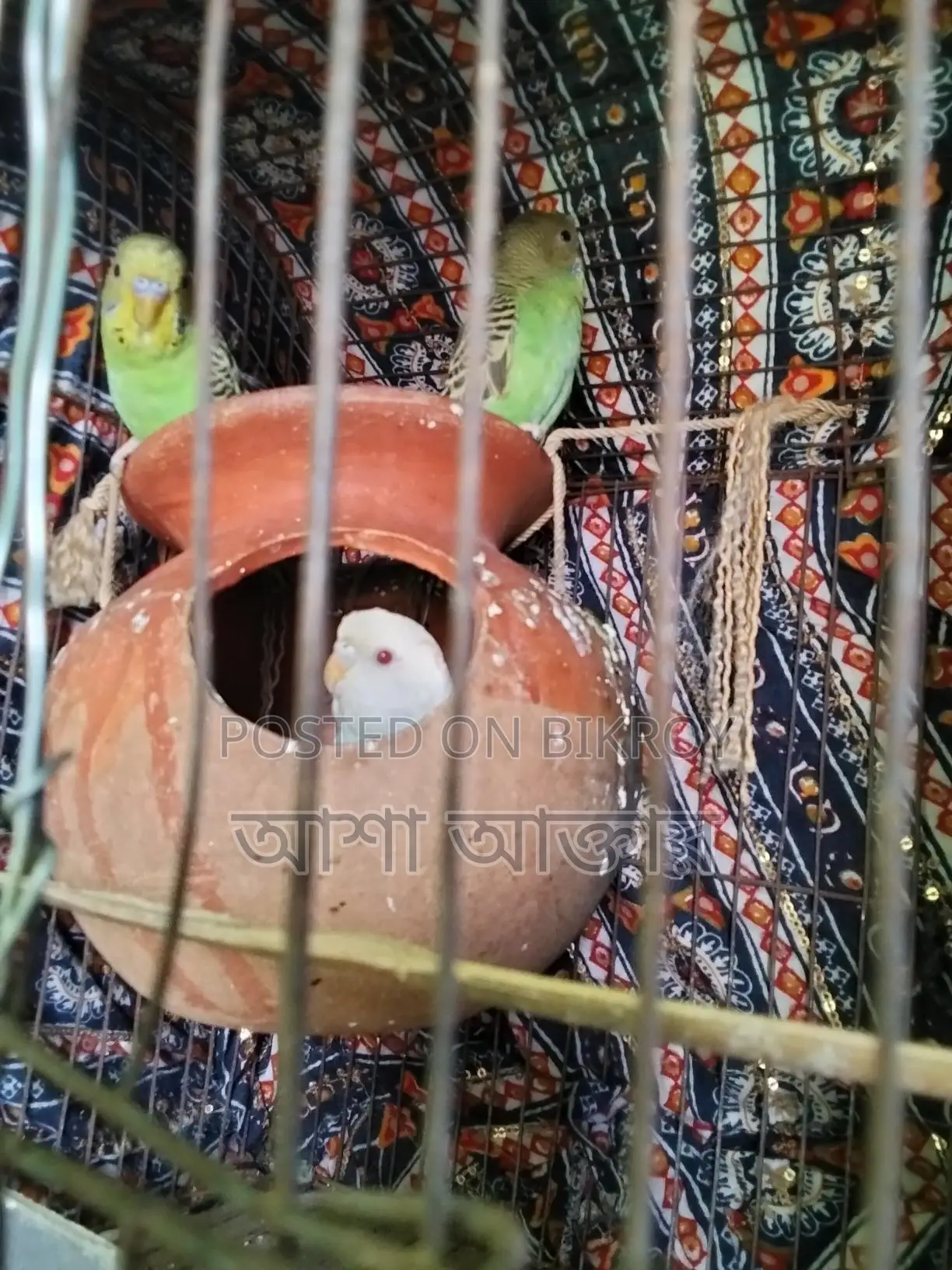 বাজিগর পাখি