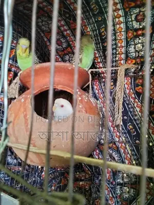 বাজিগর পাখি