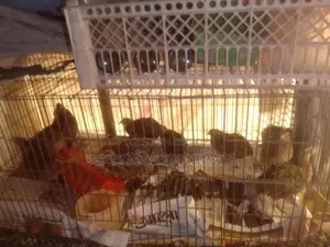 ০/৪৫ দিনের কয়েল বিক্রি হবে