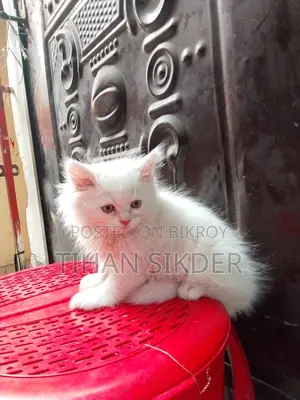 Pure Persian M/f