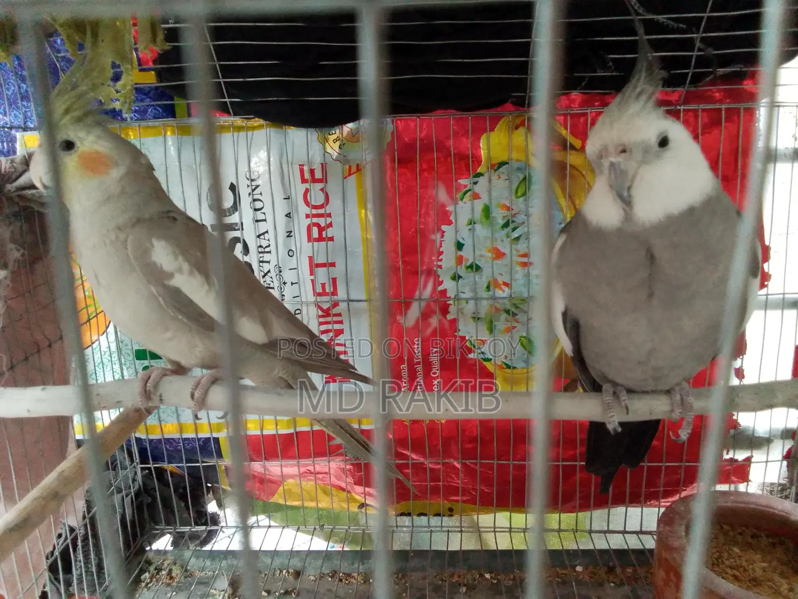 1 Pair Running Cockatiel Bird