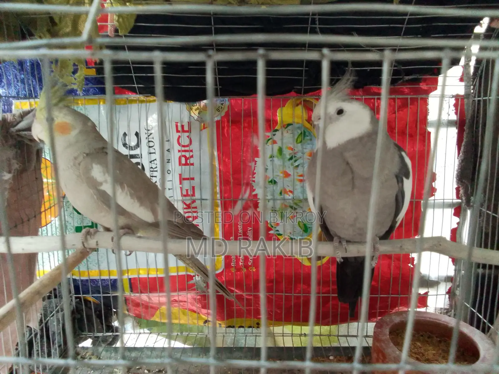 1 Pair Running Cockatiel Bird