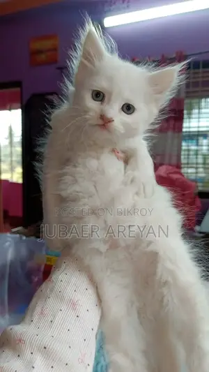 Pure Persian X Turkish Angora