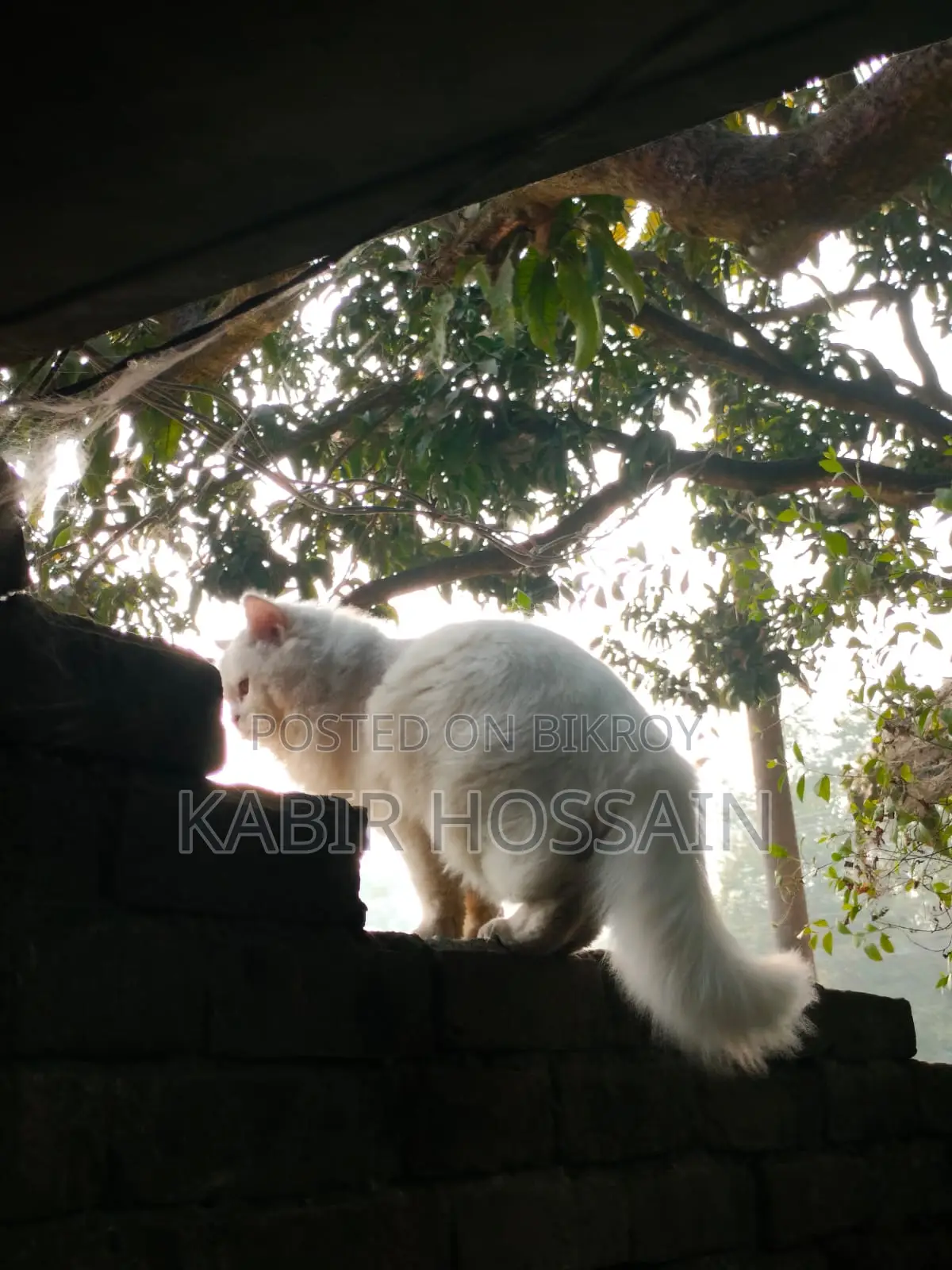 6-12 months Male Purebred Persian