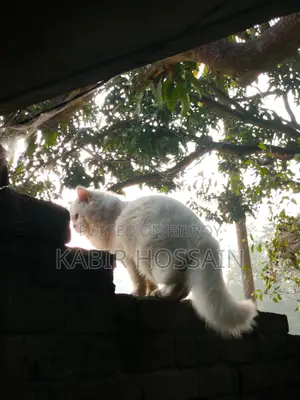 6-12 months Male Purebred Persian