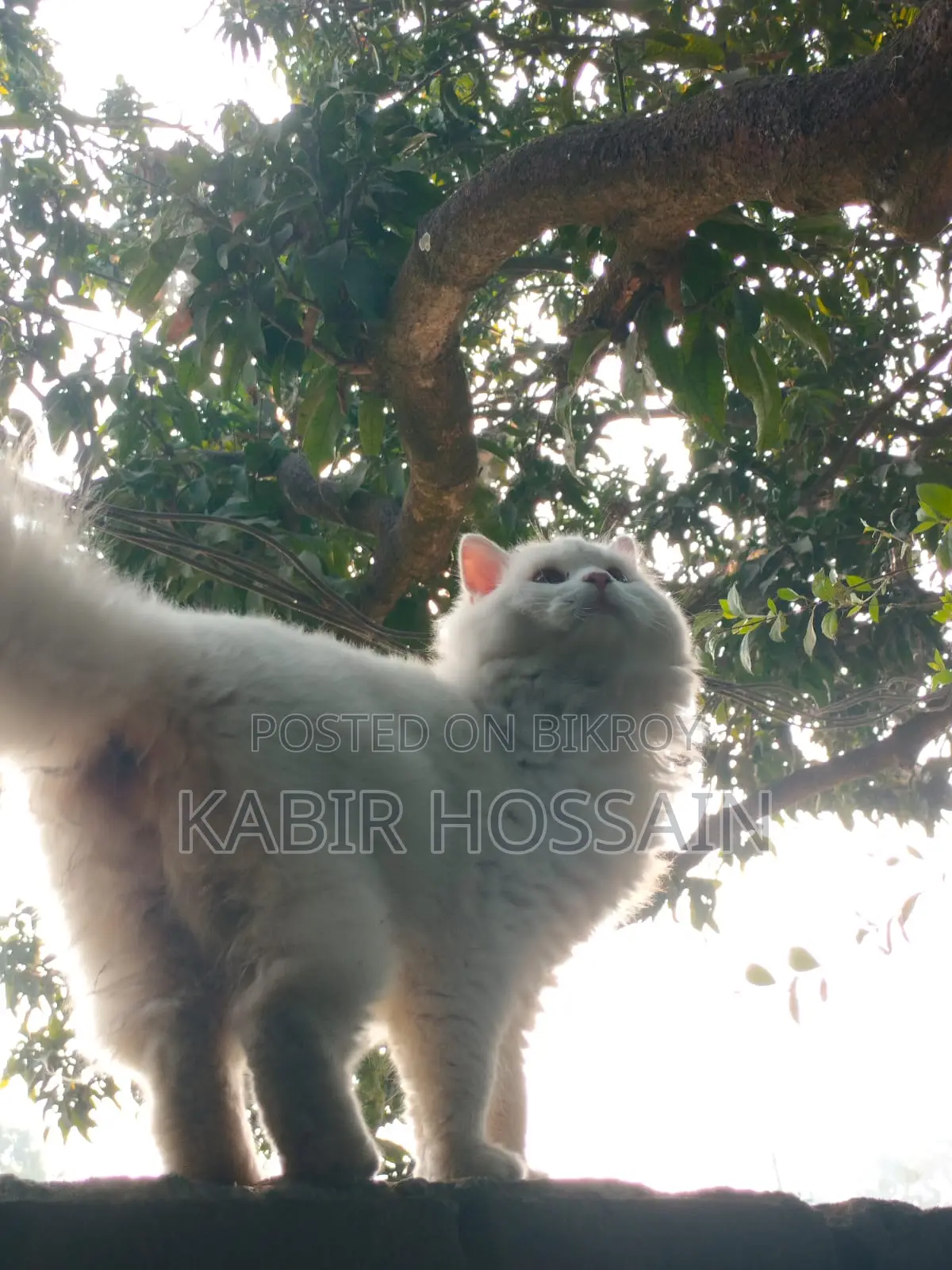6-12 months Male Purebred Persian