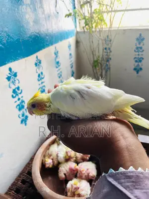 Cockatiel Tame Size Baby