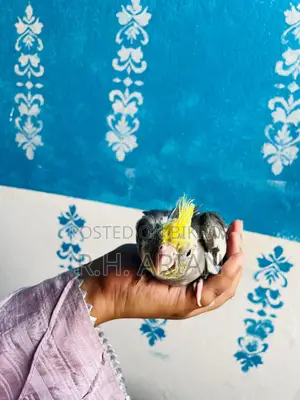 Cockatiel Tame Size Baby