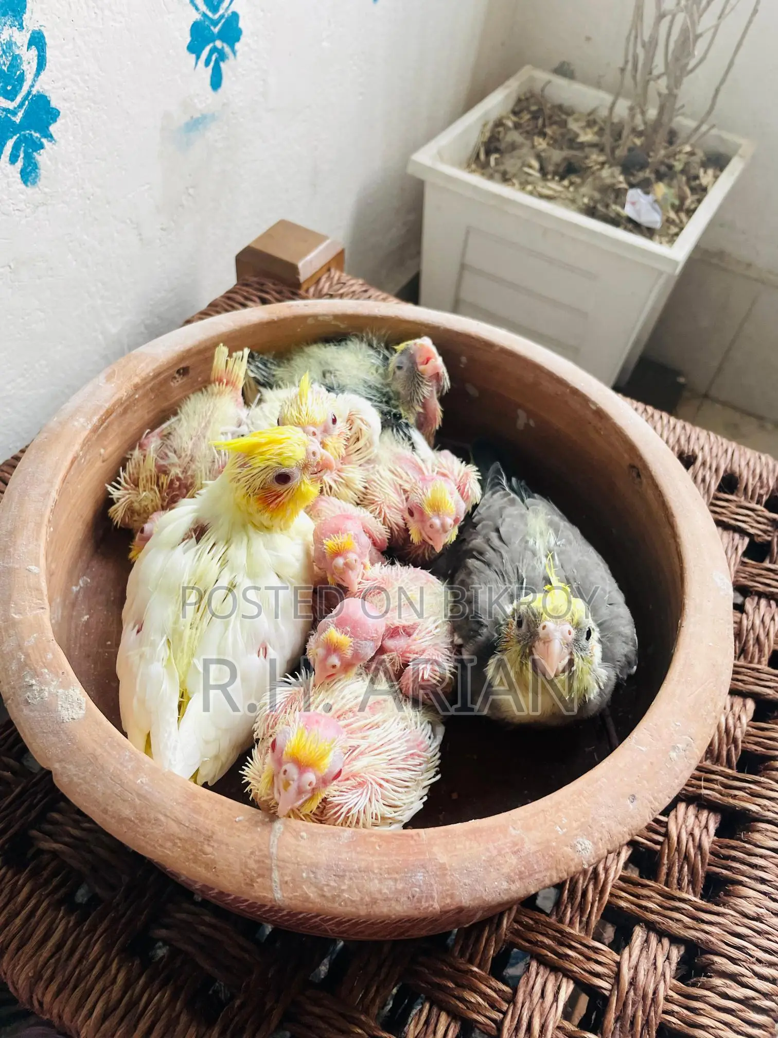Cockatiel Tame Size Baby