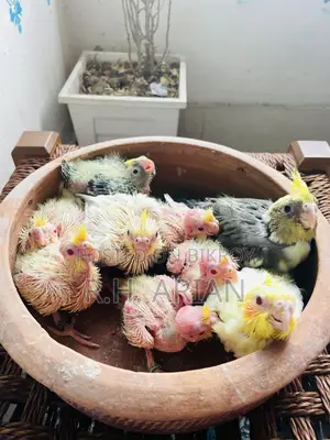 Cockatiel Tame Size Baby