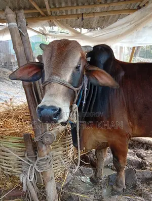 দেশি স্বাস্থ্যবান লাল গরু বিক্রি হবে