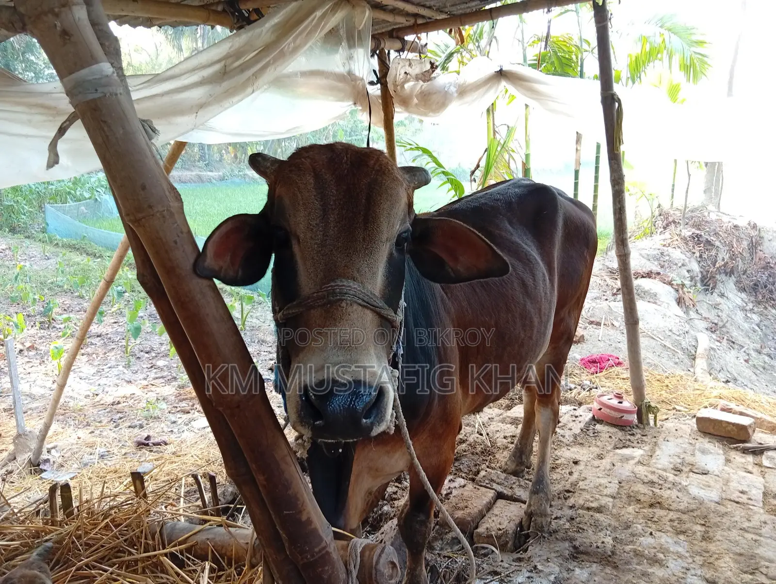 Native Healthy Red Cow for Sale
