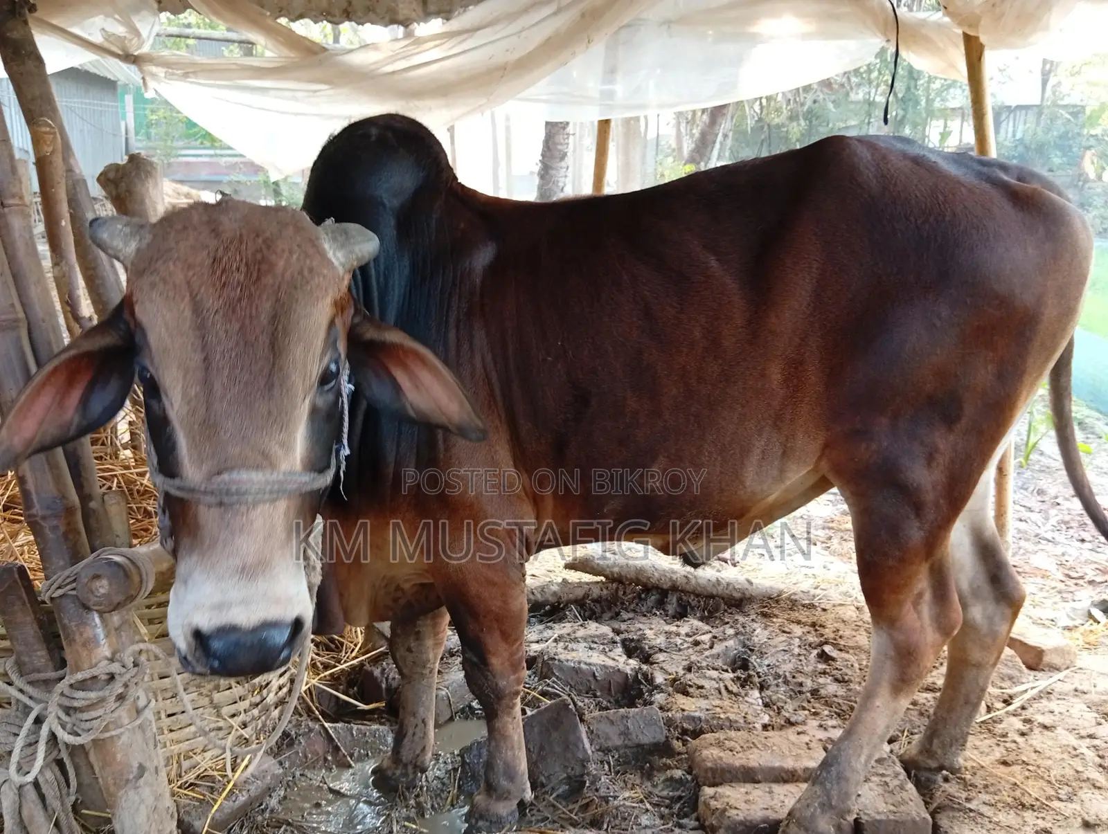 Native Healthy Red Cow for Sale