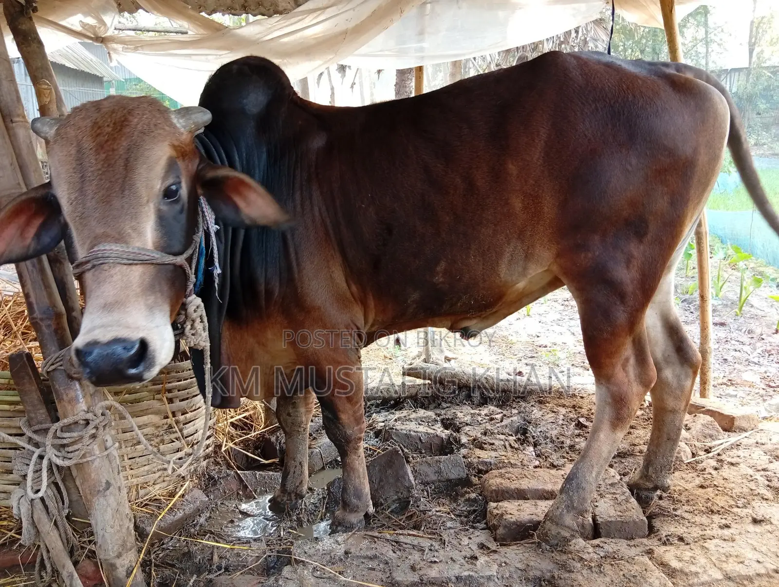 Native Healthy Red Cow for Sale