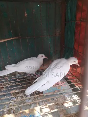 এক জোড়া অষ্ট্রেলিয়ান সাদা ঘুঘু বিক্রি হবে।