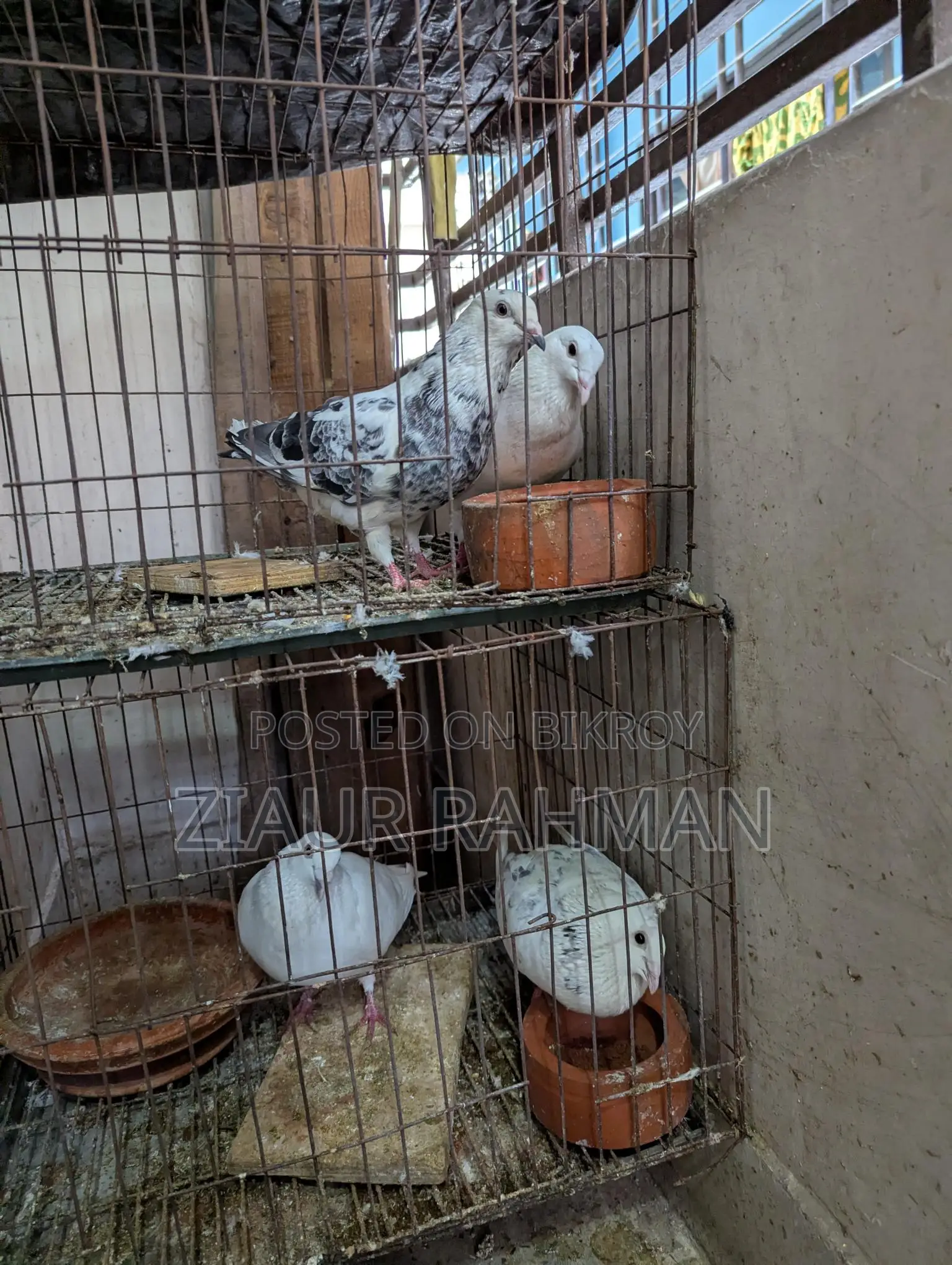 Grizzle Racer Pigeons for Urgent Sale