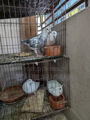 Grizzle Racer Pigeons for Urgent Sale
