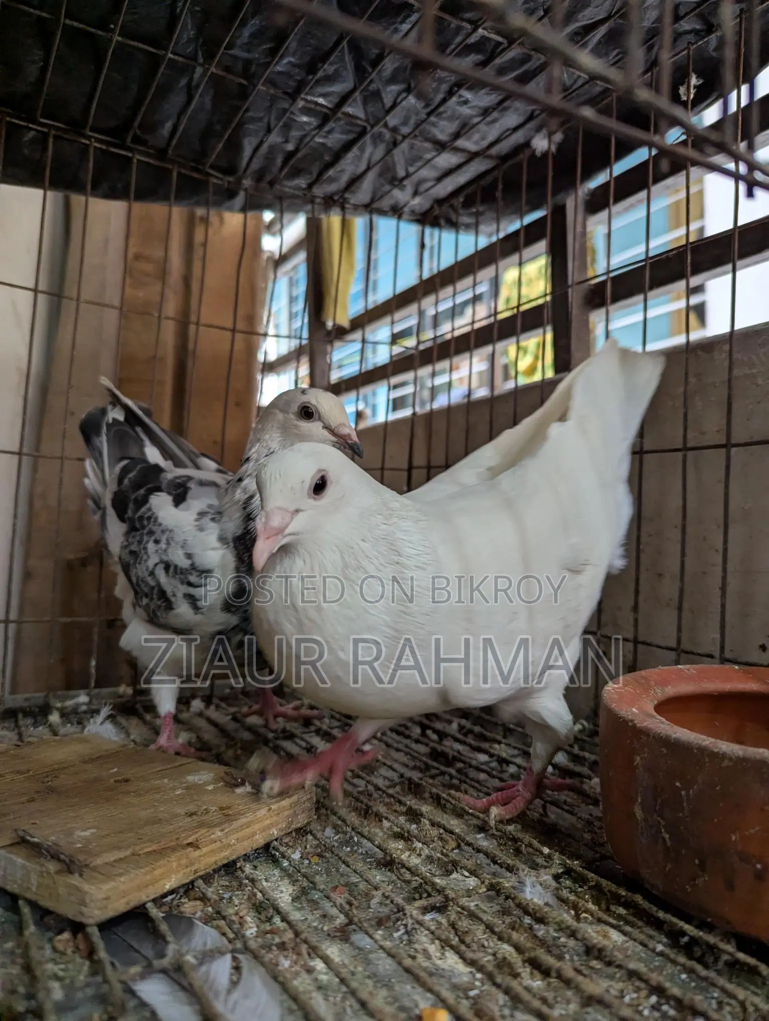 Grizzle Racer Pigeons for Urgent Sale