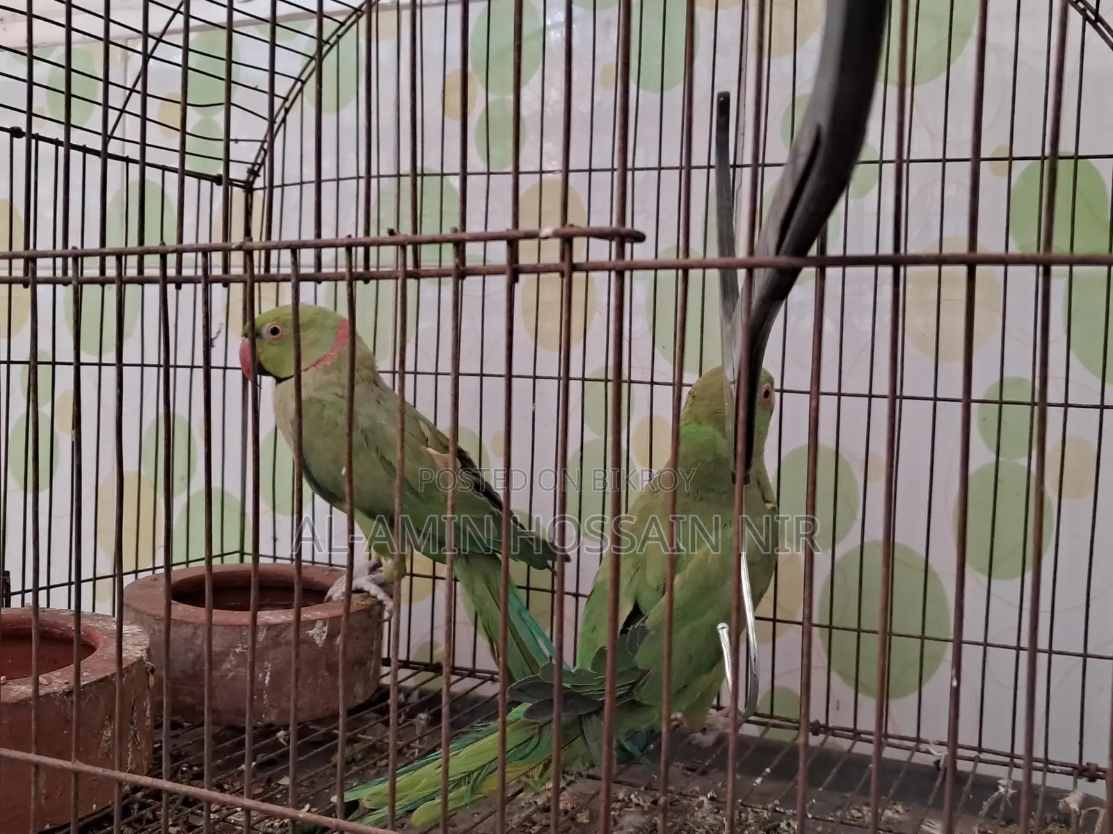 Ringneck Parakeet