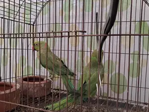 টিয়া পাখি ( রিংনেক )