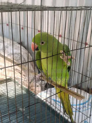 Ringneck Home Breed Bird