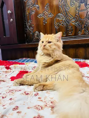 Persian Cat