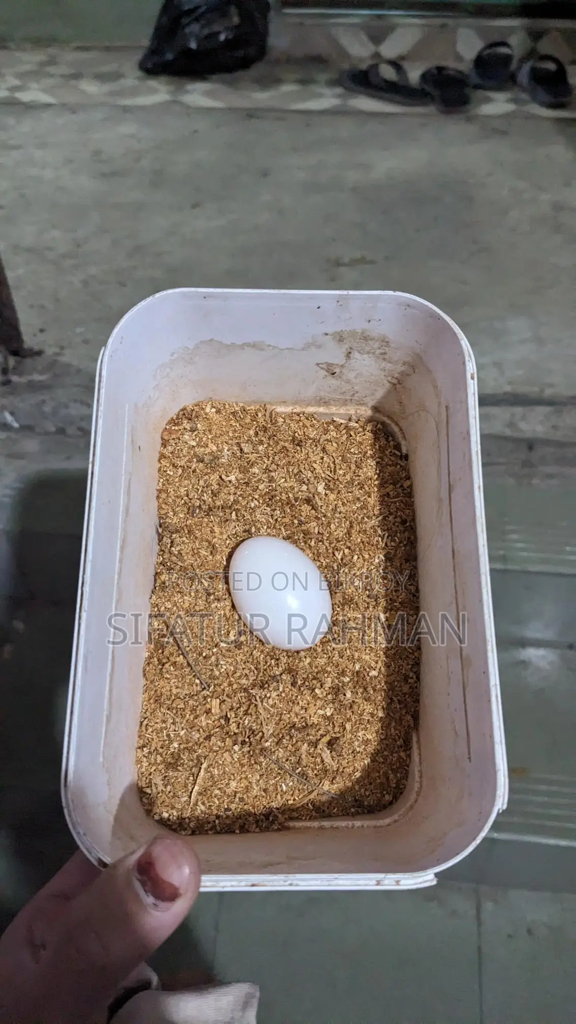 কবুতর বিক্রি করা হবে