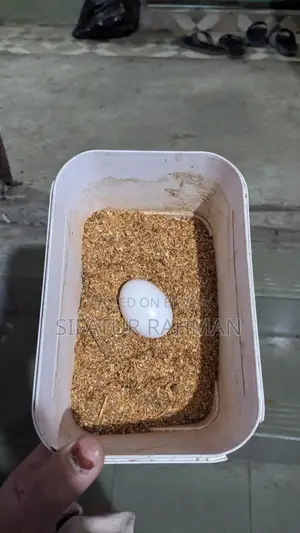 কবুতর বিক্রি করা হবে