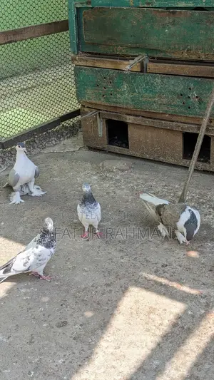 কবুতর বিক্রি করা হবে