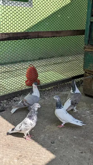 কবুতর বিক্রি করা হবে