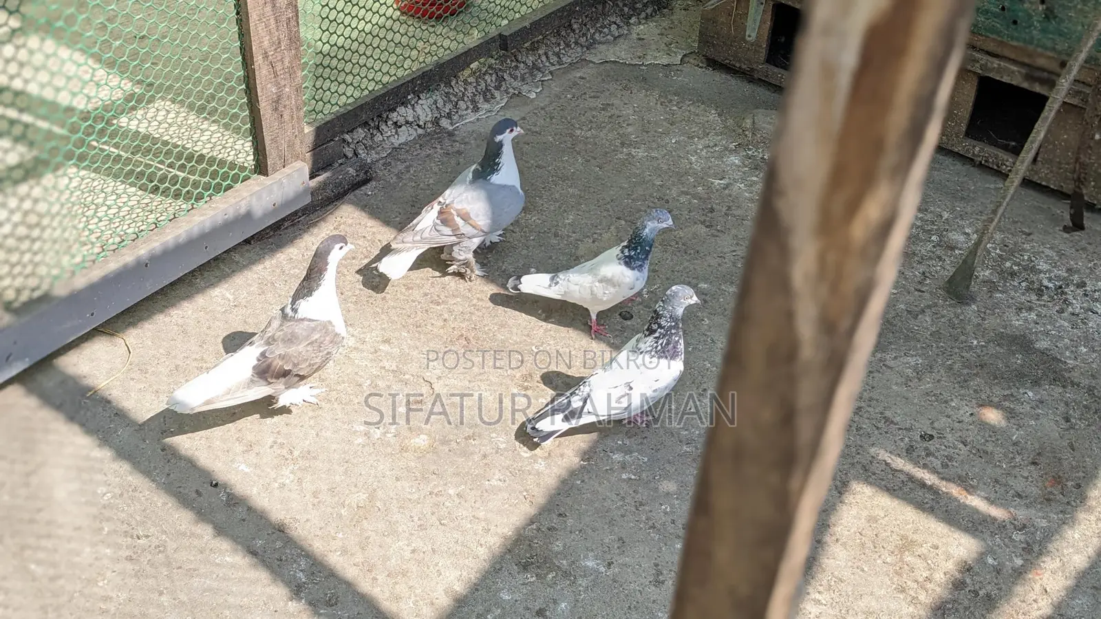 কবুতর বিক্রি করা হবে