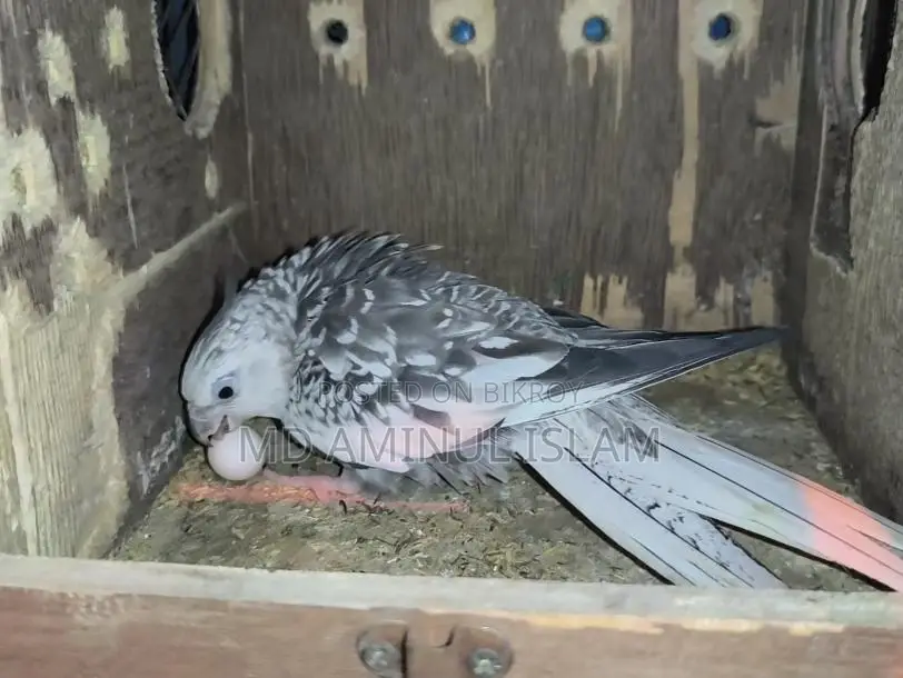Cockatiel Master Pair