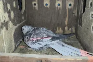 Cockatiel Master Pair