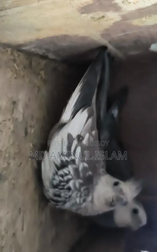 Cockatiel Master Pair