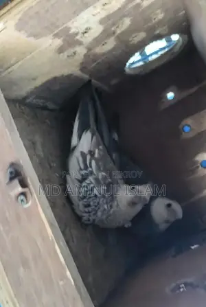 Cockatiel Master Pair