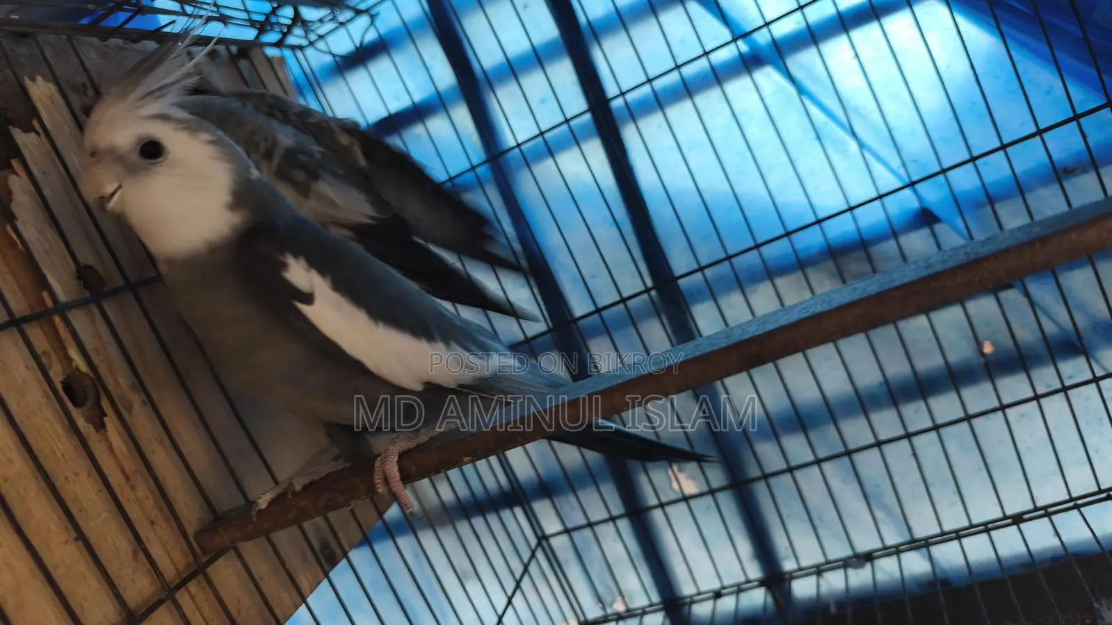 Cockatiel Master Pair